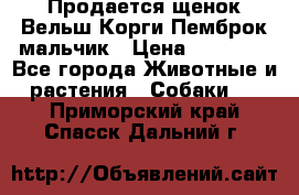 Продается щенок Вельш Корги Пемброк мальчик › Цена ­ 65 000 - Все города Животные и растения » Собаки   . Приморский край,Спасск-Дальний г.